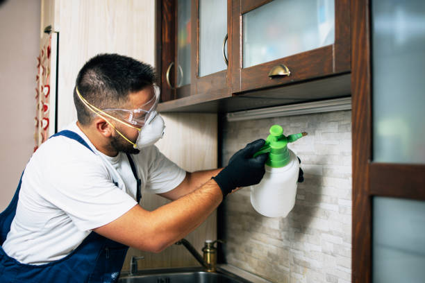 Best Local Pest Control Services  in Salton City, CA