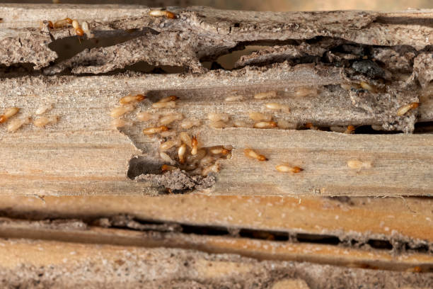 Pest Control Cost in Salton City, CA