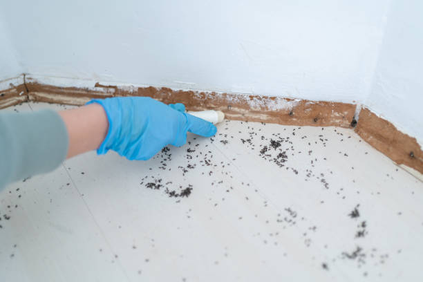 Reliable Salton City, CA Pest Control Solutions